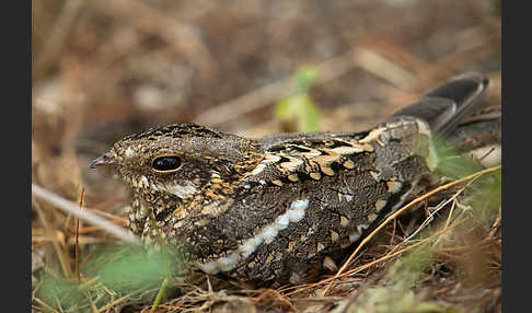 Kurzschleppen-Nachtschwalbe (Caprimulgus clarus)