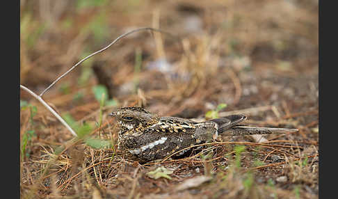 Kurzschleppen-Nachtschwalbe (Caprimulgus clarus)