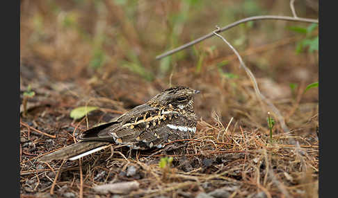 Kurzschleppen-Nachtschwalbe (Caprimulgus clarus)