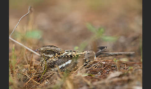 Kurzschleppen-Nachtschwalbe (Caprimulgus clarus)