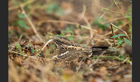 Kurzschleppen-Nachtschwalbe (Caprimulgus clarus)