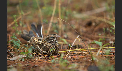 Kurzschleppen-Nachtschwalbe (Caprimulgus clarus)