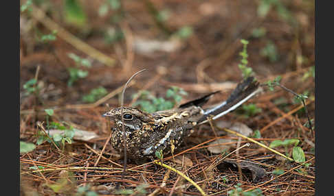 Kurzschleppen-Nachtschwalbe (Caprimulgus clarus)