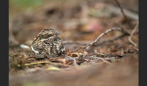 Kurzschleppen-Nachtschwalbe (Caprimulgus clarus)