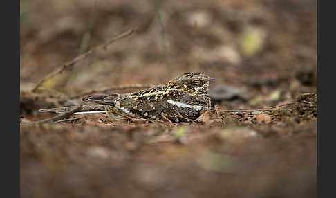 Kurzschleppen-Nachtschwalbe (Caprimulgus clarus)