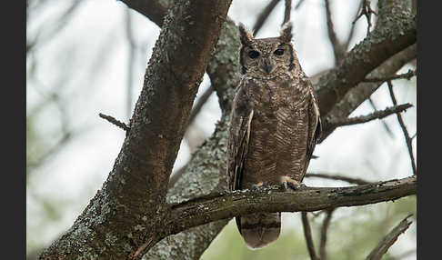 Grauuhu (Bubo cinerascens)