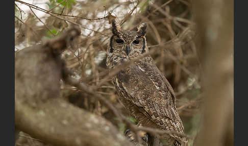 Grauuhu (Bubo cinerascens)