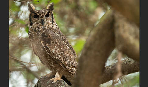 Grauuhu (Bubo cinerascens)