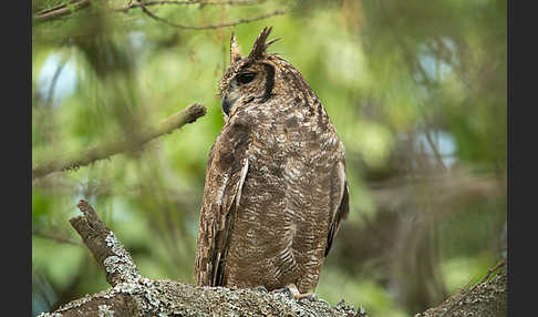 Grauuhu (Bubo cinerascens)