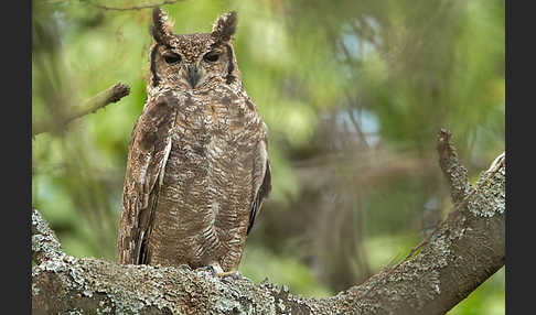 Grauuhu (Bubo cinerascens)