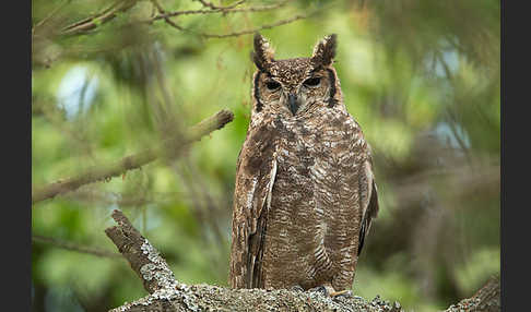 Grauuhu (Bubo cinerascens)