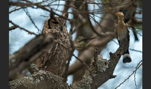 Grauuhu (Bubo cinerascens)