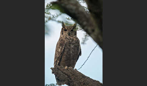 Grauuhu (Bubo cinerascens)