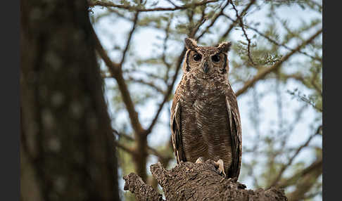 Grauuhu (Bubo cinerascens)