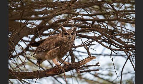 Grauuhu (Bubo cinerascens)