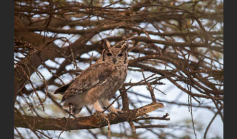 Grauuhu (Bubo cinerascens)