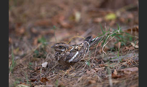 Kurzschleppen-Nachtschwalbe (Caprimulgus clarus)