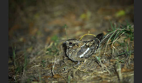 Kurzschleppen-Nachtschwalbe (Caprimulgus clarus)