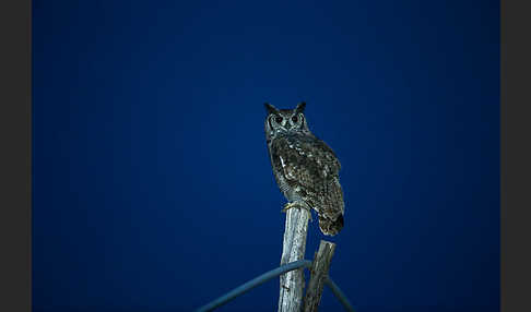 Grauuhu (Bubo cinerascens)