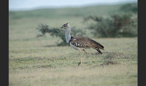 Riesentrappe (Ardeotis kori)