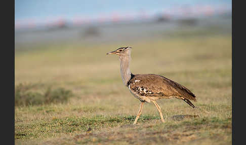 Riesentrappe (Ardeotis kori)