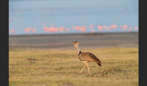 Zwergflamingo (Phoeniconaias minor)