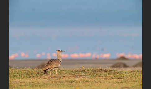 Zwergflamingo (Phoeniconaias minor)