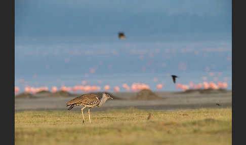 Zwergflamingo (Phoeniconaias minor)