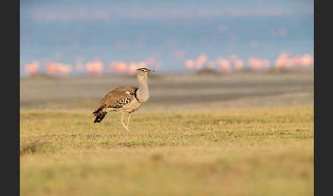 Zwergflamingo (Phoeniconaias minor)