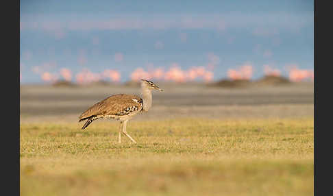 Zwergflamingo (Phoeniconaias minor)