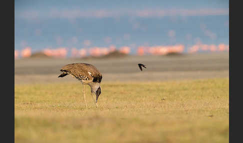 Zwergflamingo (Phoeniconaias minor)