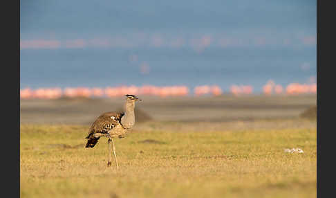 Zwergflamingo (Phoeniconaias minor)