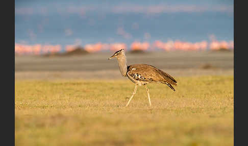 Zwergflamingo (Phoeniconaias minor)