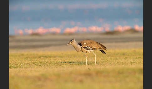 Zwergflamingo (Phoeniconaias minor)