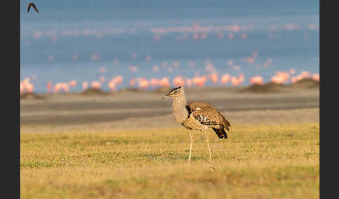 Zwergflamingo (Phoeniconaias minor)