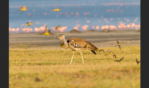 Wiesenschafstelze (Motacilla flava)