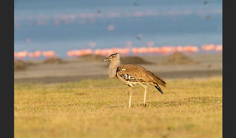 Zwergflamingo (Phoeniconaias minor)