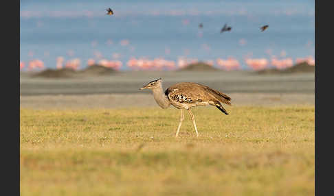 Zwergflamingo (Phoeniconaias minor)