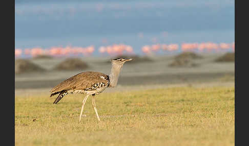 Zwergflamingo (Phoeniconaias minor)