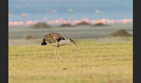 Zwergflamingo (Phoeniconaias minor)