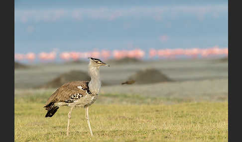 Zwergflamingo (Phoeniconaias minor)