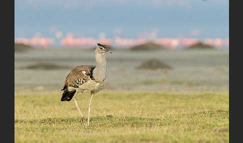 Zwergflamingo (Phoeniconaias minor)