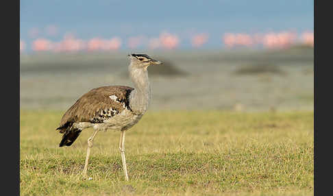 Zwergflamingo (Phoeniconaias minor)