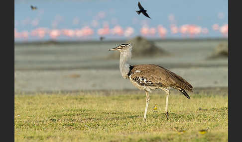 Zwergflamingo (Phoeniconaias minor)