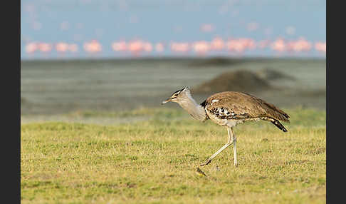 Zwergflamingo (Phoeniconaias minor)