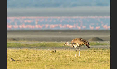 Zwergflamingo (Phoeniconaias minor)