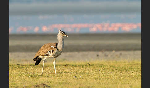 Zwergflamingo (Phoeniconaias minor)