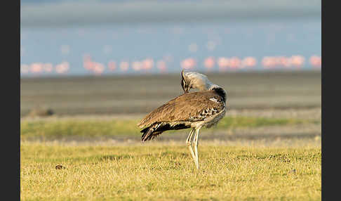 Zwergflamingo (Phoeniconaias minor)