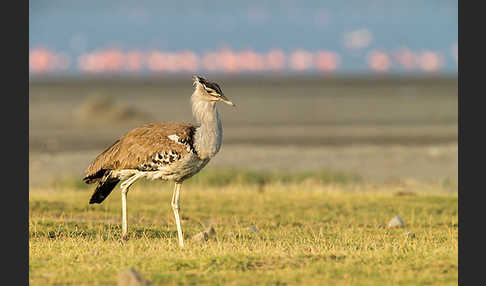 Zwergflamingo (Phoeniconaias minor)