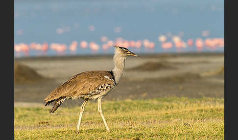 Zwergflamingo (Phoeniconaias minor)